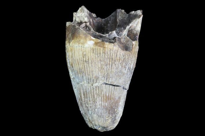 Deinosuchus Tooth - Aguja Formation, Texas #88761